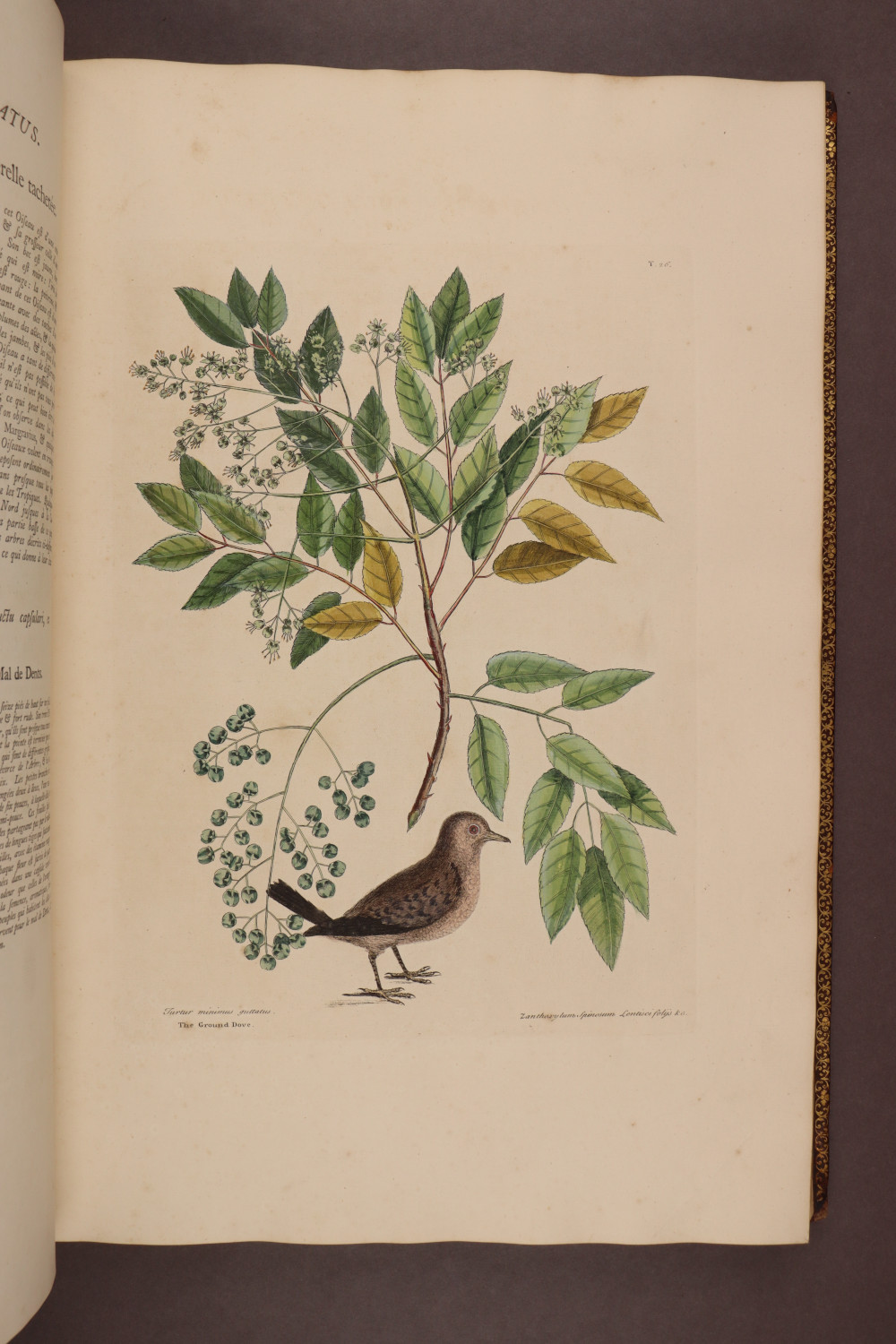 Plate 26